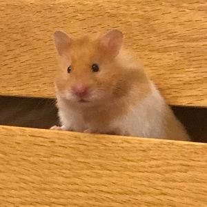 Meet your Posher, Gigi